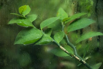 Plant list 2025 - Citrus sp. (Citrus)