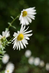Plant list 2025 - Leucanthemum vulgare (Oxeye daisy)