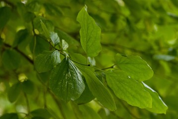 Plant list 2025 - Cornus sanguinea (Common dogwood)