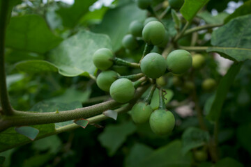 Traditional Sundanese raw salads Leunca Solanum nigrum green fruits