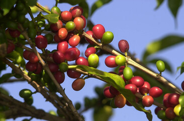 Close-up of coffee cherries in various stages of ripeness — red, green, and yellow — growing on a branch against a clear blue sky. Perfect for agriculture or coffee themes.