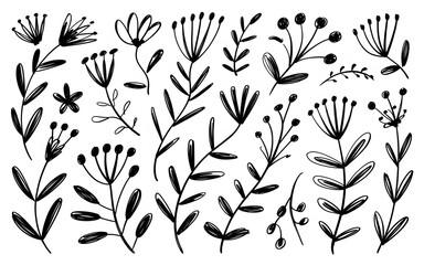 Collection of Hand Drawn Floral and Botanical Sketches