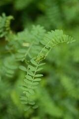 Plant list 2025 - Securigera varia (Crown vetch)