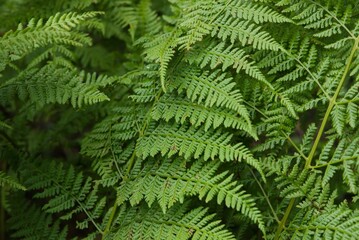 Plant list 2025 - Dryopteris dilatata (Broad buckler-fern)