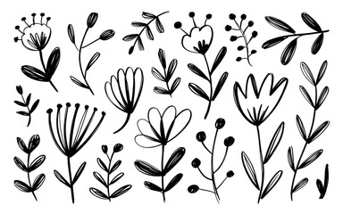 Hand Drawn Botanical Elements and Flowers Collection