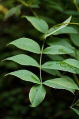 Plant list 2025 - Lathyrus laevigatus (Smooth pea)