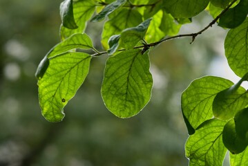 Plant list 2025 - Lonicera xylosteum (Fly honeysuckle)