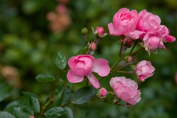 Plant list 2025 - Rosa sp. (garden rose)