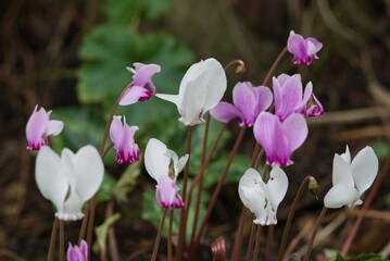 Plant list 2025 - Enkianthus campanulatus (Redvein enkianthus)