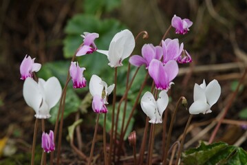 Plant list 2025 - Enkianthus campanulatus (Redvein enkianthus)