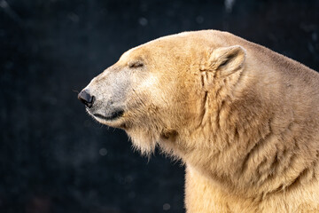 Close-up portrait of a polar bear with eyes closed against dark background © Piotr