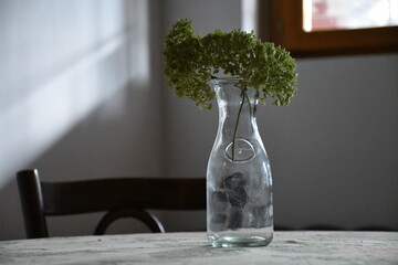 Plant Glass Stil Life 