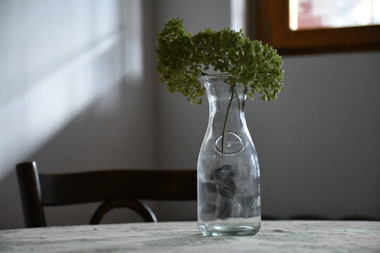 plant in a glass stil life