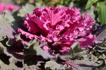 Obraz premium ornamental cabbage