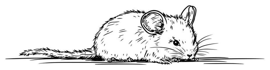 cute chinchilla rodent sitting vector sketch fine lines in ink engraving style