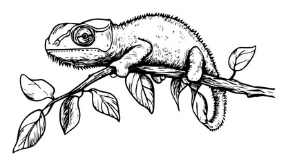 chameleon on branch hand drawn vector sketch fine lines in ink engraving style © Kaz