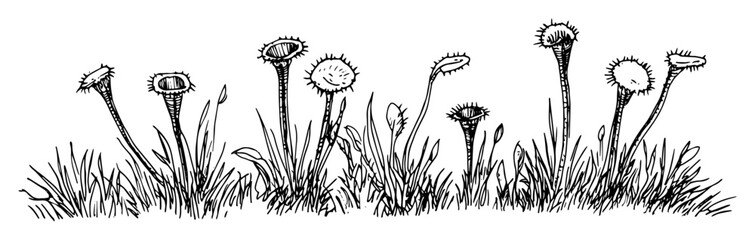 dandelion meadow plants vector sketch fine lines in ink engraving style