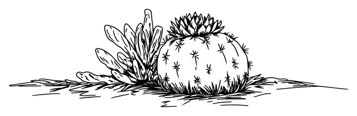 round cactus and succulents vector sketch fine lines in ink engraving style © Kaz