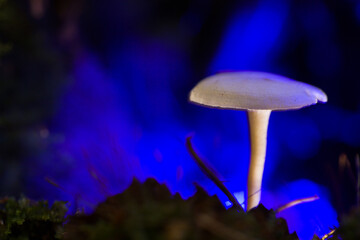 Psilocybin mushroom close-up. Defocused background. Blue light. Shallow depth of field.