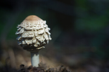 Variegated umbrella mushroom close-up.
