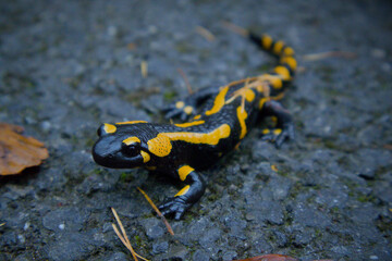 The photo shows a fire salamander — a black amphibian with striking yellow-orange spots and stripes across its body. It is lying on wet asphalt.