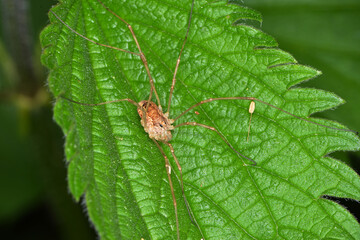 Weberknechte, Opiliones, Schwarzauge,  Rilaena triangularis
