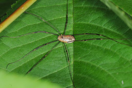 Weberknechte, Opiliones, Apenninenkanker, Opilio canestrinii