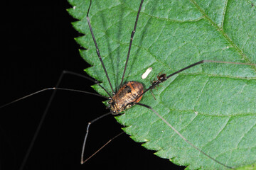 Weberknechte, Opiliones, Braunrückenkanker, Leiobunum rotundum