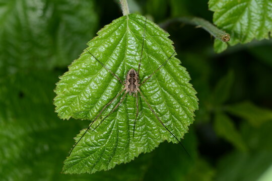 Weberknechte, Opiliones, Hornweberknecht, Phalangium opilio