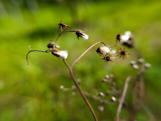 close up of a wilted and drying wildflower