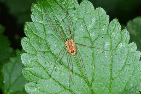 Weberknechte, Opiliones, Hornweberknecht, Phalangium opilio
