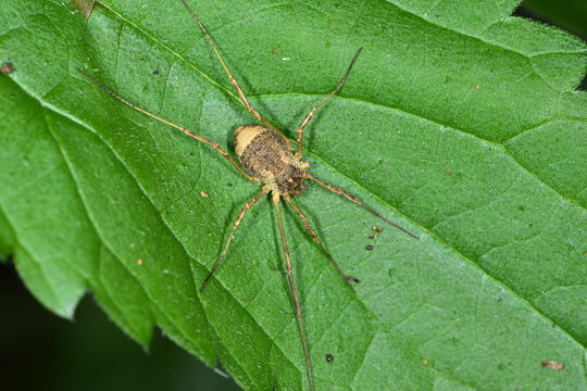 Weberknechte, Opiliones, Gemeiner Dreizackkanker, Oligolophus tridens