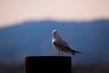 Soft morning light illuminating perched gull