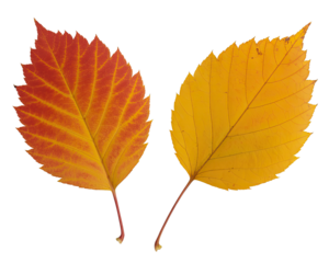 Two autumn leaves with vibrant fall colors