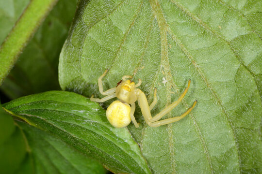 Krabbenspinnen, Ver&auml;nderliche Krabbenspinne, Misumena vatia
