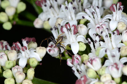Krabbenspinnen, Ver&auml;nderliche Krabbenspinne, Misumena vatia
