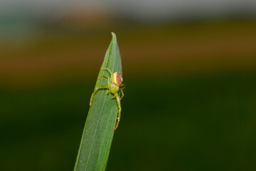 Krabbenspinnen,  Grüne Krabbenspinne, Diaea dorsata