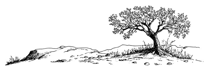 old tree on rocky hill sketch