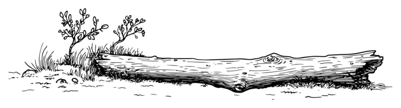 fallen tree log in nature sketch