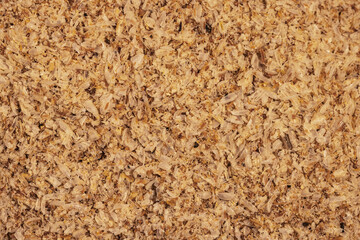 Psyllium top view macro