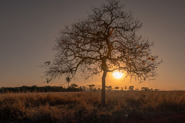dry tree with sunset in the field