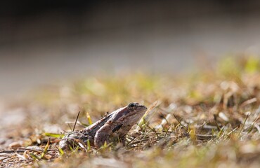 A vibrant frog sits quietly on green grass under the bright sun. The scene captures the tranquility of nature on a warm afternoon, showcasing simple beauty