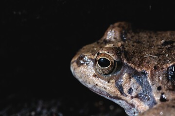 A detailed view of a frog reveals its textured skin and large eye, resting quietly in a dark environment. The image captures the essence of nature's beauty