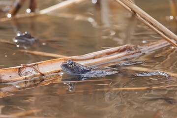 A small frog floats calmly on the surface of a pond, resting on a piece of reed. Sunlight glistens on the water, creating a peaceful atmosphere in nature