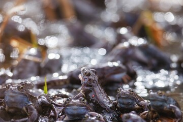 In a serene pond during early spring, a lively group of frogs croak and splash in the muddy water. Sunlight reflects off the surface, creating a magical atmosphere filled with nature's sounds