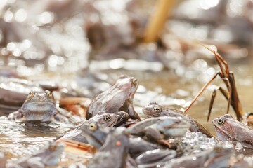 A multitude of frogs sit on the surface of a serene pond, basking in the warm sunlight. The peaceful water reflects their vibrant colors as they enjoy the spring day