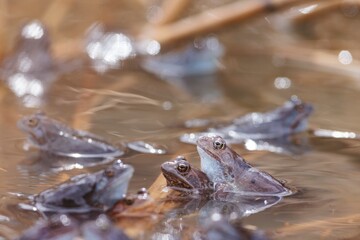 In a serene pond, several frogs emerge from the water, their smooth skin glistening under the soft sunlight, signifying the arrival of spring and activity in nature