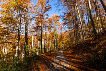 Mountain beech forest on a bright autumn day