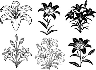 A Collection of Exquisite Lily Illustrations Showcasing Intricate Petal Details and Elegant Stem Arrangements Perfect for Botanical Design Projects and Floral Art