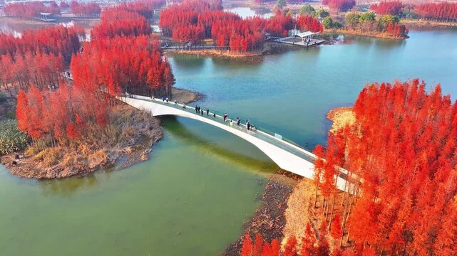 Aerial view of a red dawn redwood forest in a park in autumn
